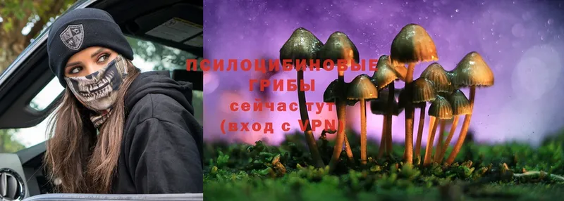 Галлюциногенные грибы Psilocybine cubensis  mega зеркало  Армавир 